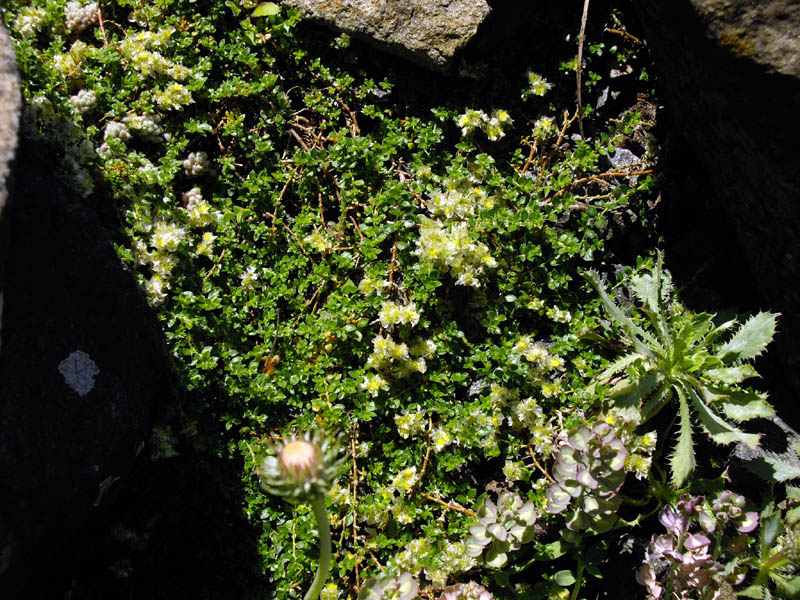 Paronychia kapela ssp serpyllifolia photo